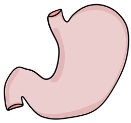 Stomach