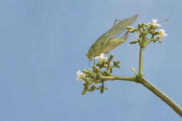 A long-legged grasshopper is foraging on wildflowers. This insect has the scientific name Mecopoda nipponensis. - obrazy, fototapety, plakaty