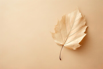 Autumn dried leaf on a beige background with copy space