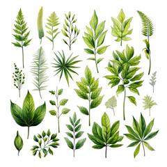 Fototapeta premium Short Green Tones Mimicking Foliage on White Isolated on Transparent or White Background, PNG