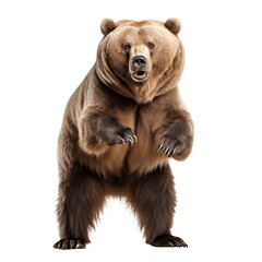 Bear ready to attack made with generative AI - transparant background - png