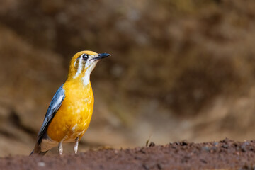 Orange Headed Thrush 