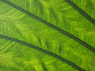 Green giant taro leaf backside closeup (Alocasia macrorrhizos, Elephant ear)