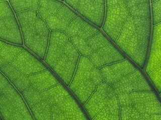 Macro green leaf texture vein branches