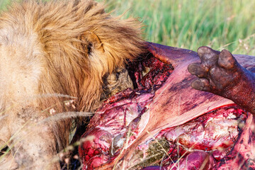 Naklejka premium Killed Hippopotamus with a Eating Lion