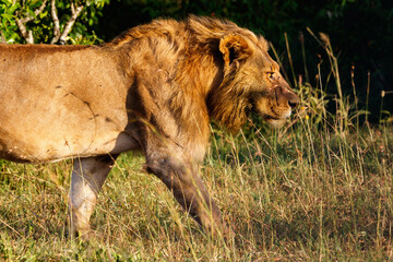 Male Lion sneaks in the grass