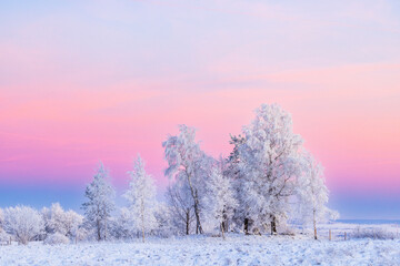 Frosty trees in a wintry landscape at dusk