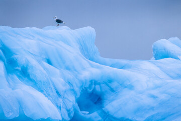 Kittiwake sitting on a iceberg i arktis
