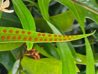 Green and orange sword fern leaf close-up