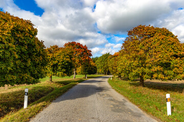 The road in the autumn forest.