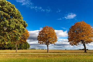 Autumn tree in a dry meadow over blue sky