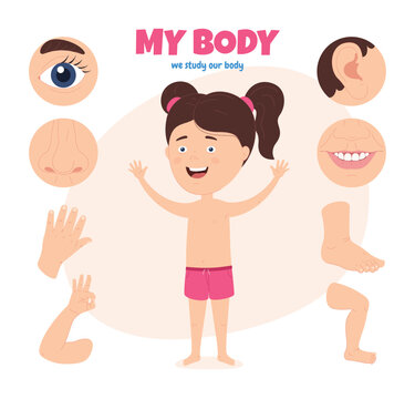Body parts of a child. Scheme with different external parts of the girl body. Studying one own body. Vector illustration