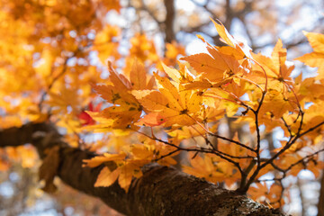 秋の南八ヶ岳の紅葉