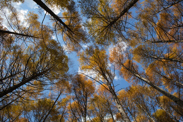 秋の紅葉した南八ヶ岳の針葉樹林