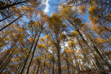 秋の紅葉した南八ヶ岳の針葉樹林