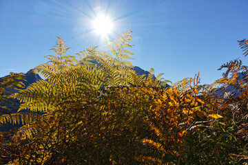 Autumnal fern plant in front of peaks of the Berchtesgaden Alps, Bavaria, Europe