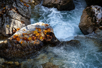 Colorful autumn leaves on a stone in a mountain stream, Alps, Europe