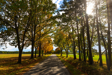 The road in the autumn forest.