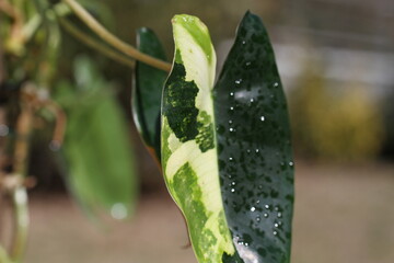 green indoor plant philodendron burl marx variegata