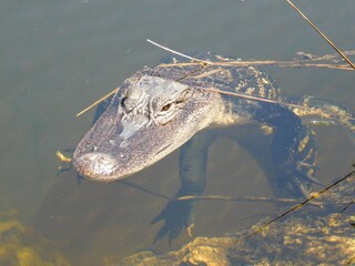 alligator hovering in the water florida