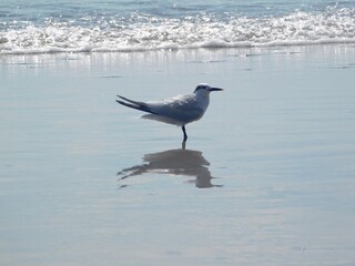 Sterna is a genus of terns in the bird family Laridae. The genus used to encompass most 