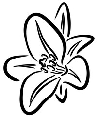 Lily flower line art