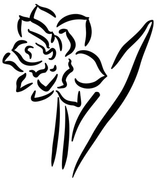 recommend clip art: Daffodil flower line art