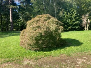 Buisson dans un parc en France
