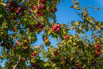 Many natural red apples hanging from the branches of trees in the apple orchard. Apple orchard on a sunny day