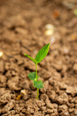 selective focus of plant on a rough and dry soil.