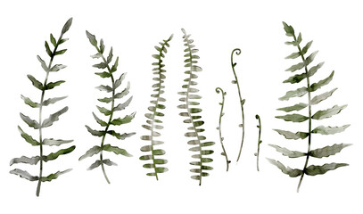 Set of fern for any design, Digital watercolor illustration