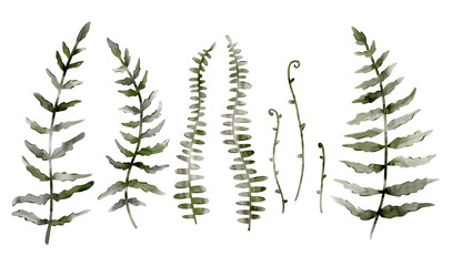 Set of fern for any design, Digital watercolor illustration © masanyanka