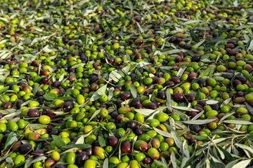 Fresh olive harvest in Costa Blanca region, Alicante, Spain - stock photo