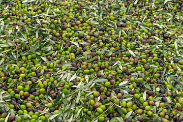 Fresh olive harvest in Costa Blanca region, Alicante, Spain - stock photo