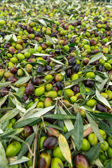 Fresh olive harvest in Costa Blanca region, Alicante, Spain - stock photo