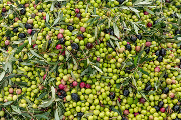 Fresh olive harvest in Costa Blanca region, Alicante, Spain - stock photo