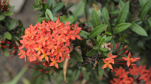 Close up ixora chinensis, commonly known as Chinese ixora, is a species of plant of the genus Ixora