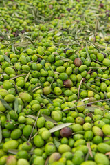 Fresh olive harvest in Costa Blanca region, Alicante, Spain - stock photo