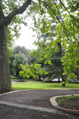 trees in the park