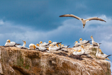 Black Reef Gannet Colony, Cape Kidnappers, Hawkes Bay, New Zealand.
