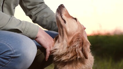 Loving owner strokes cocker spaniel dog head sitting down nearby at sunset