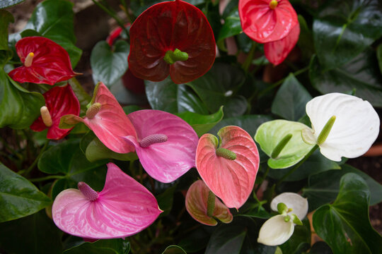 Close-up of the flower Anthurium Pandola pink shade and other colors are against the background of leaves. © Natalia