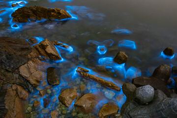 Blue tears noctiluca scintillans. photographed in Matsu, Taiwan