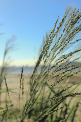 Obraz premium Close-up of Panicum virgatum with the sunlight in the countryside. Wild plant and wild grasses. Nature scene.