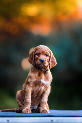 Irish setter puppy portrait