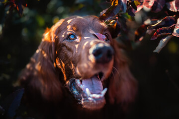 Irish setter dog portrait