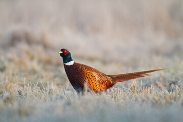 Bird - Common pheasant Phasianus colchius Ring-necked pheasant in natural habitat wildlife Poland Europe