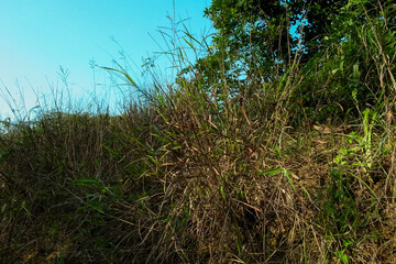 Close-up of the green grasses in the countryside. Rural and nature scene.