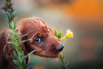 Irish setter puppy eating flower