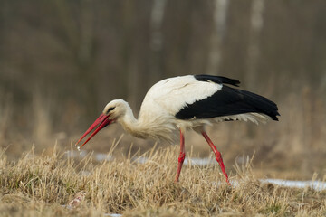 Bird White Stork Ciconia ciconia hunting time summer in Poland Europe